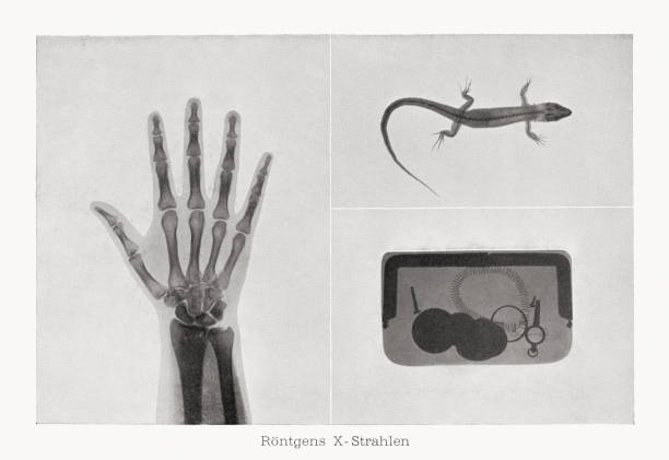 Early x-rays, photograph halftone print, published in 1899 Early x-rays: human hand, lizard, and leather handbag with utensils (iscrews, coins, spiral spring, plug). Raster halftone print after photographs, published in 1899. roentgen stock illustrations