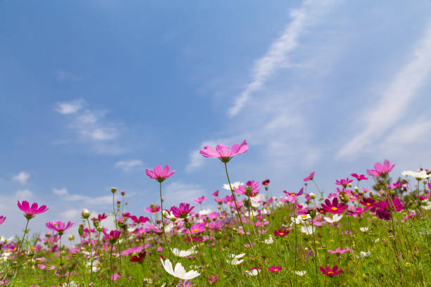 istock Cosmos flower field and clear autumn sky 1282827454