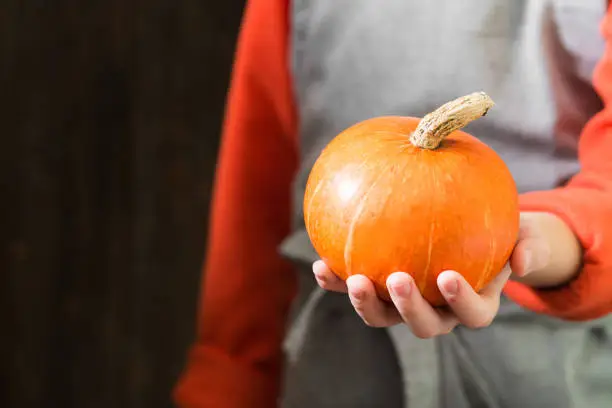 Pumpkin. The pumpkin in his hands. The concept of the autumn harvest