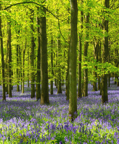istock Bluebells In An English Beechwood 1282828213