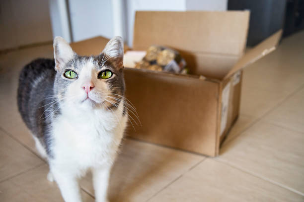 A domestic cat next to a cardboard box with dry food and snack. oncept online shopping and pets food contactless delivery. Feeding, Cats care and adoption. Happy cats birthday present