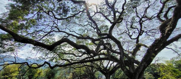 istock Taiping Lake Garden 1282830505