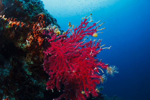Water animals Underwater Purple Gorgonian deep in sea Sea life Mediterranean sea Scuba diver point of view