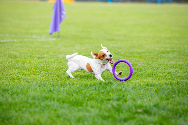 istock Sportive dog performing during the lure coursing in competition 1282831960