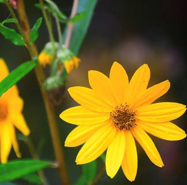 Photo of Sassy Sunflower