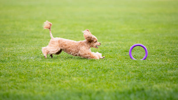 istock Sportive dog performing during the lure coursing in competition 1282831973
