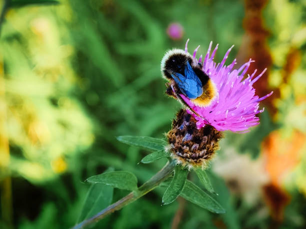 istock bumblebee on a pink thistle flower shot from above 1282831994