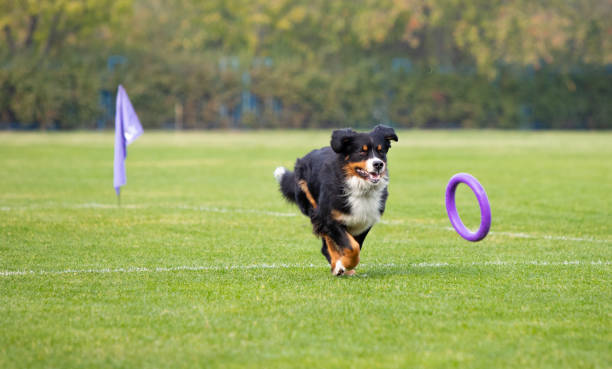 istock Sportive dog performing during the lure coursing in competition 1282832005