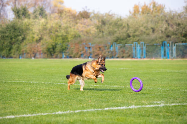 istock Sportive dog performing during the lure coursing in competition 1282832008