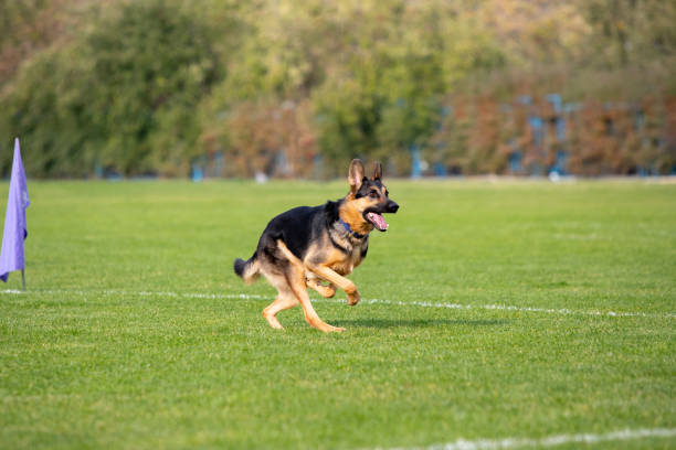 istock Sportive dog performing during the lure coursing in competition 1282832017