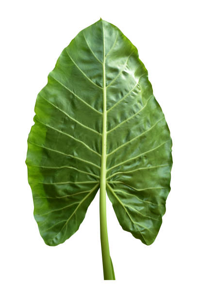 別名、アロカシア・マクロリザ、ディエフェンバキア(ダム・ケーン)、エレファント・イヤー、クニエヴォイ、白い背景に隔離されたクニエヴォイ、クリッピングパスとも呼ばれる巨大なタ� - plant taro textured new leaf ストックフォトと画像