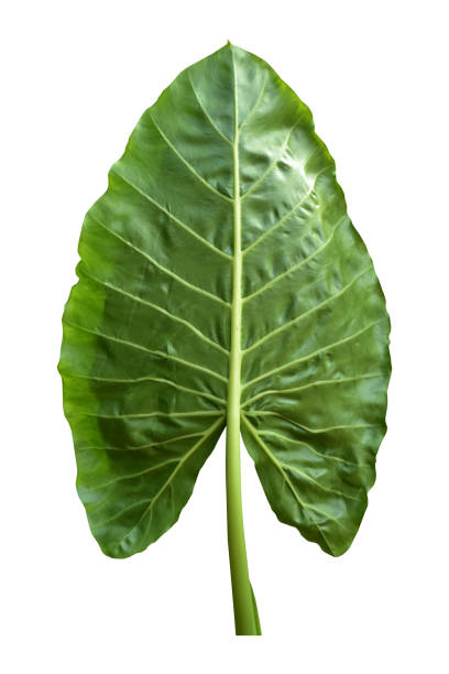 folha de planta de taro gigante também conhecida como:alocasia machrorhiza,dieffenbachia (cana-de-burro), orelha de elefante, cunjevoi isolada em fundo branco, caminho de recorte incluído. - plant taro textured new leaf - fotografias e filmes do acervo