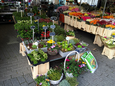 flowers in a market, Rotterdam Holland Netherlands
