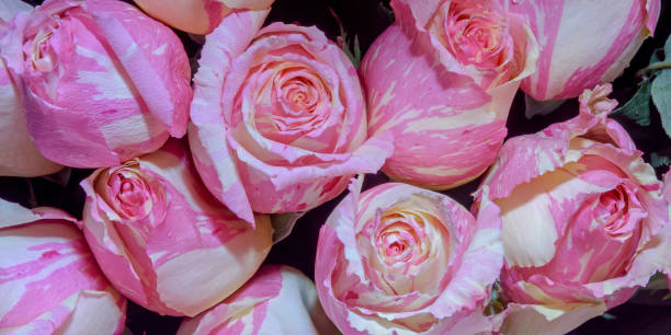 istock Background of beautiful flowers. Panorama. Close up. 1282836006