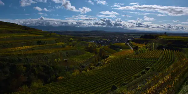 Photo of Majestic panoramic view over the popular terraced vineyards of mountain range Kaiserstuhl, Germany with discolored yellow vine leaves in autumn.