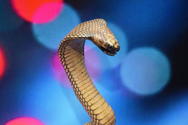 cobra - cobra snake aggression king cobra stock-fotos und bilder