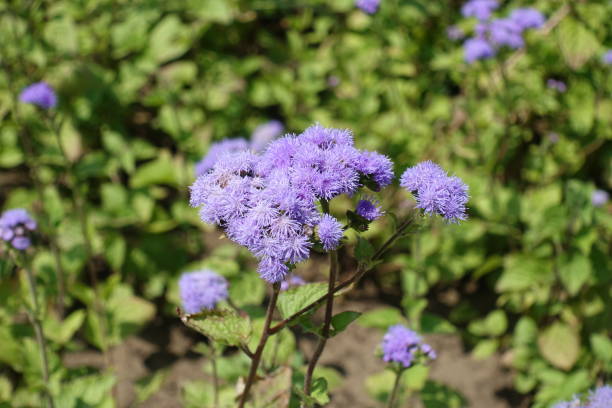 bliski widok na lawendowe kolorowe kwiaty ageratum houstonianum w połowie lipca - whiteweed zdjęcia i obrazy z banku zdjęć