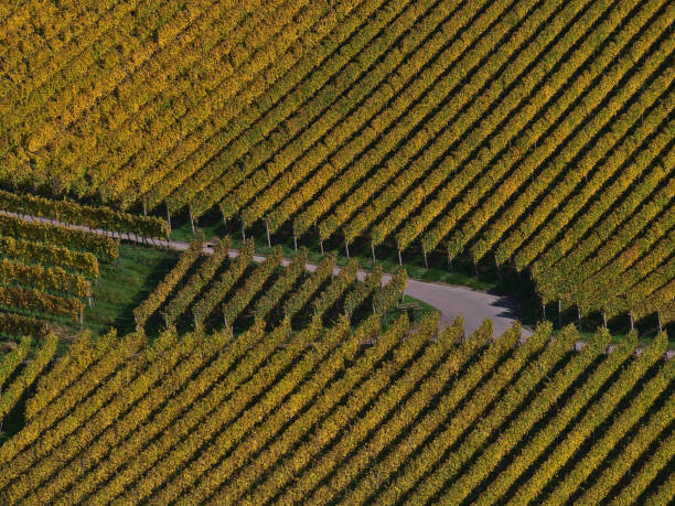istock Aerial close-up view of an agricultural road intersection surrounded by patterned vineyards with beautiful colored fading vine leaves in autumn season. 1282838582