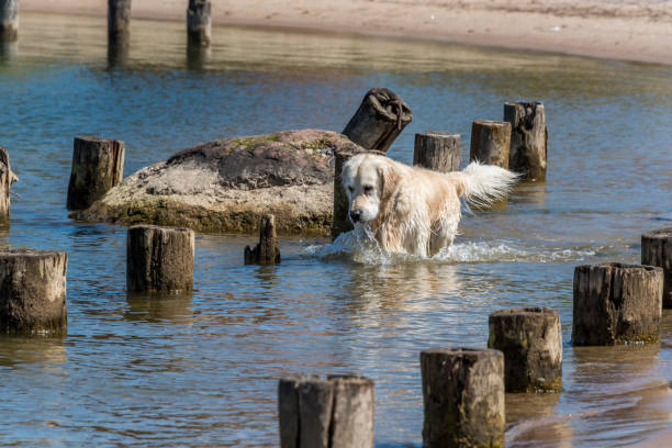 White Golden Retriever Hunting for Fish in a Bay