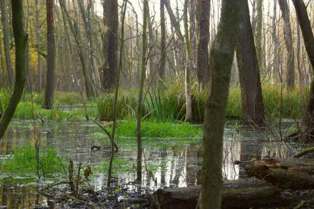 istock Natural pond and restoring water retention in wetlands 1282839916