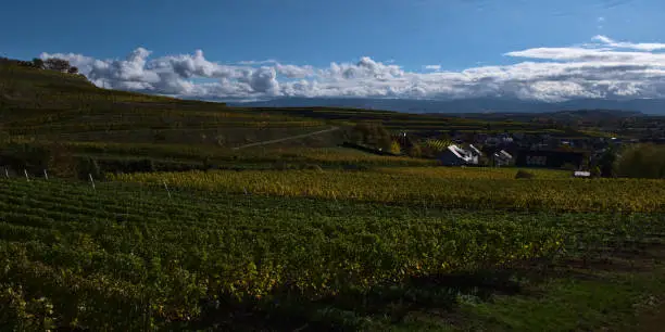 Photo of Stunning panorama view over the famous terraced vineyards of mountain range Kaiserstuhl, Germany with discolored yellow vine leaves in autumn, village Ihringen and Black Forest.