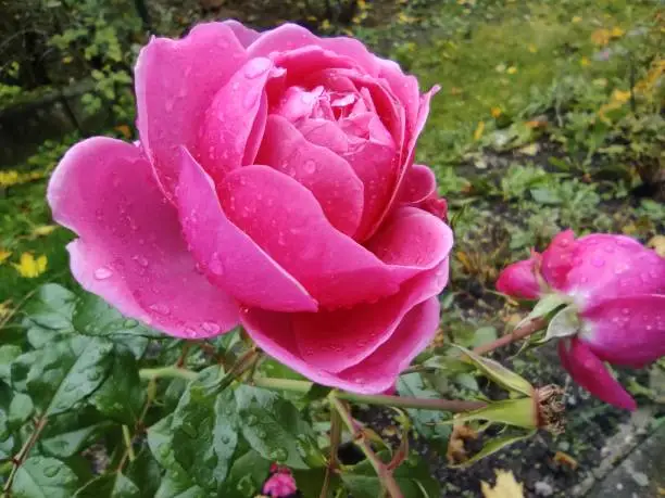 A pink rose with raindrops on it