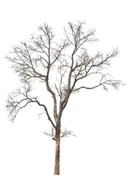 Photo of Dead tree in nature on white background