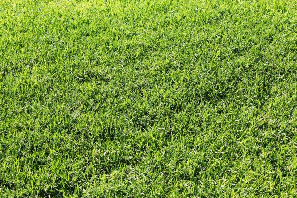 istock Green grass background stock photo 1282842758
