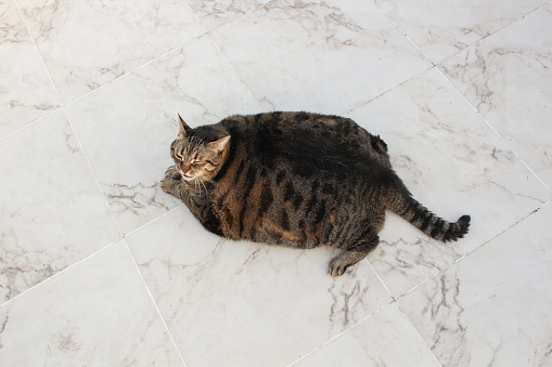 CAT, ANIMAL, PET, OVERWEIGHT, FAT