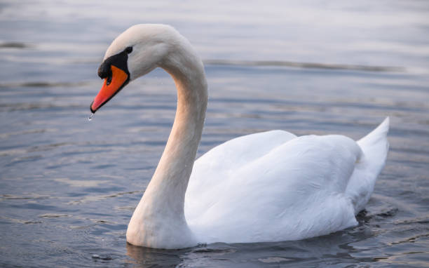 istock Swan on the water at golden sunset. 1282843771