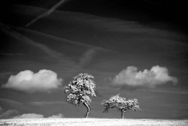 istock trees with cloud in an infrared photo 1282843869