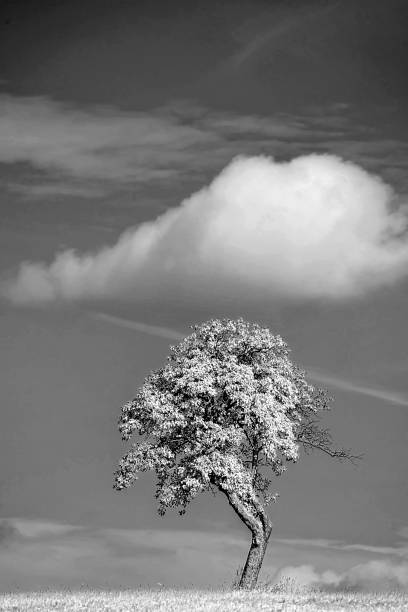 istock tree with cloud in an infrared photo 1282843870