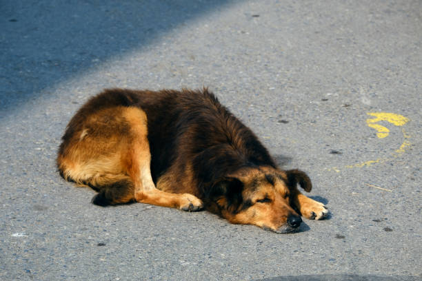 Adorable stray dog laying down in a street stock photo