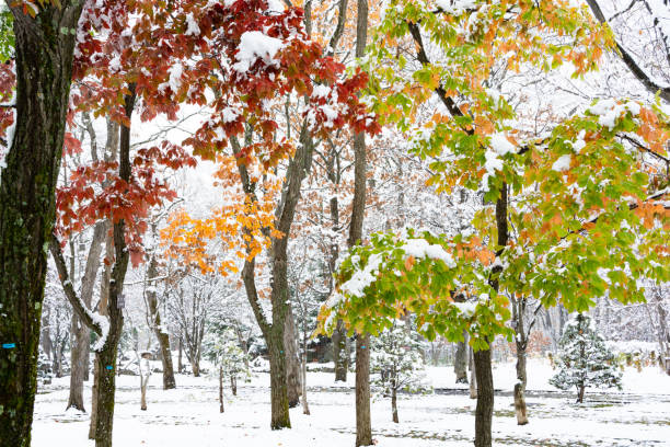 istock Colorful trees in the park in early winter 1282845443