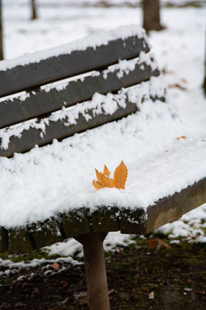 istock Park bench in winter with dead leaves on it 1282845515