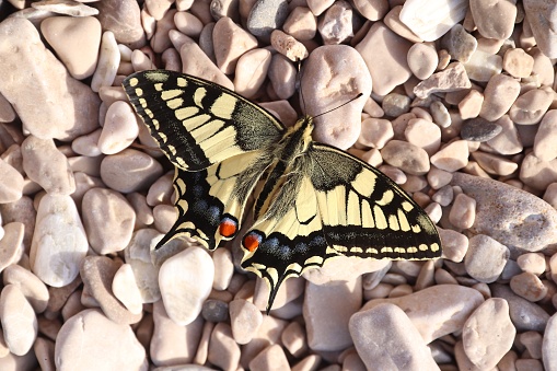 Papilio machaon, the Old World swallowtail butterfly species in Croatia.