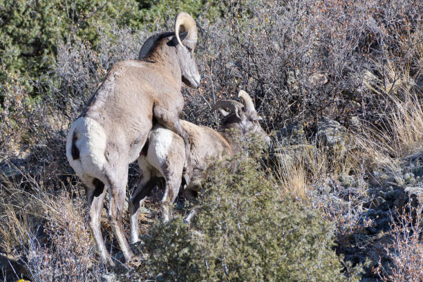 istock Colorado Rocky Mountain Bighorn Sheep 1282846964