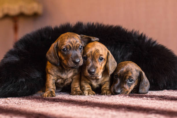 istock Three brindle dachshund puppies in black collar 1282847390