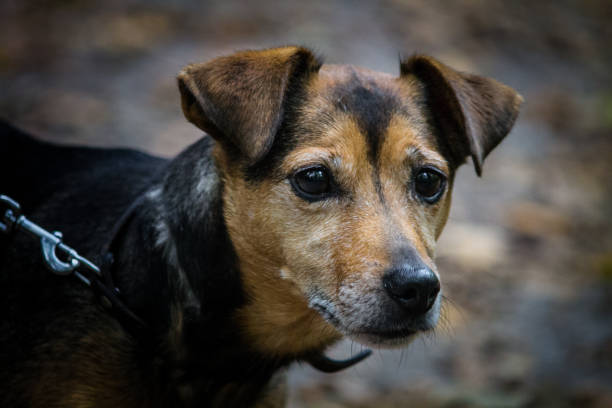 istock Dog close up looking at the camera 1282848483