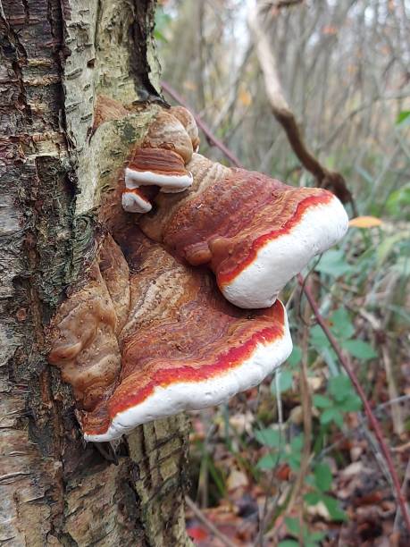 istock fungus on a birch with red brown white colors 1282848497