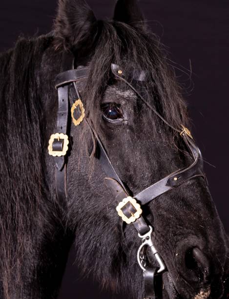 istock Eye Of The Horse. 1282848885