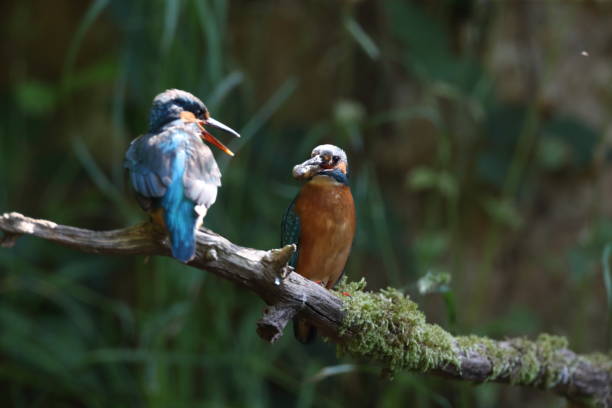 istock Common Kingfisher (Alcedo atthis), Eurasian kingfisher Germany 1282849263