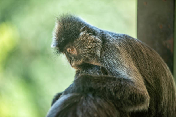 Funny Spider Monkey Pictures Stock Photos, Pictures & Royalty-Free Images - iStock Funny Spider Monkey Pictures Stock Photos, Pictures & Royalty-Free Images - iStock