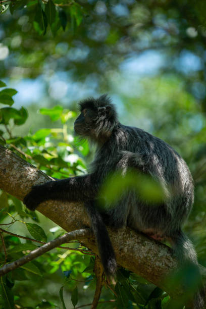 Funny Spider Monkey Pictures Stock Photos, Pictures & Royalty-Free Images - iStock Funny Spider Monkey Pictures Stock Photos, Pictures & Royalty-Free Images - iStock