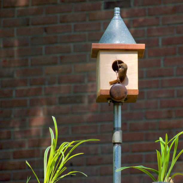 aves amueblar su nuevo hogar con una ramita - birdhouse house bird house rental fotografías e imágenes de stock