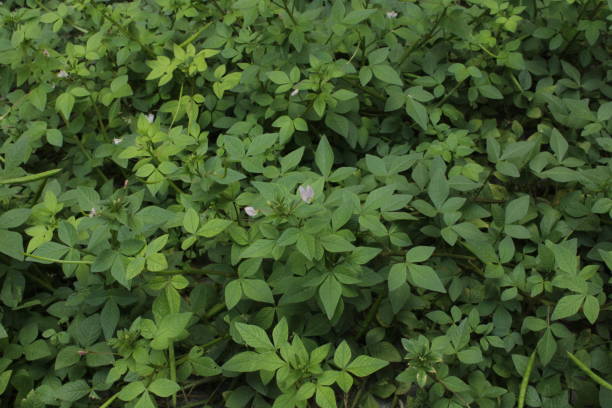istock Photo of wild vines above 1282851053