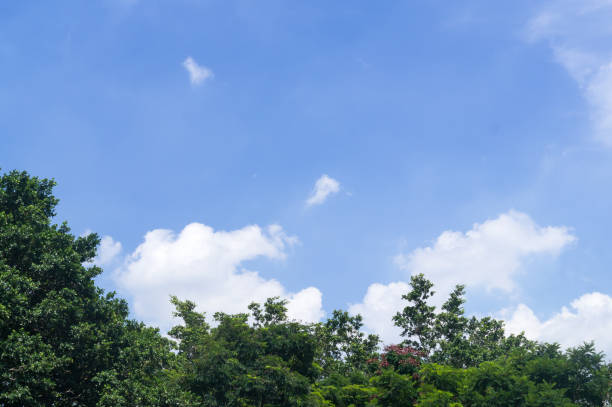 istock Green tree top line against the blue sky with cloud background 1282851107