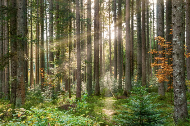 istock German Forest in Black Forest, with ray of light. 1282851182