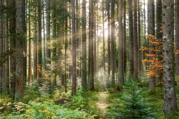 german forest in black forest, with ray of light. - german countryside imagens e fotografias de stock