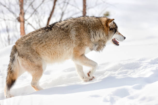 istock Side view of furry Eurasian wolf strolling on snow 1282851439